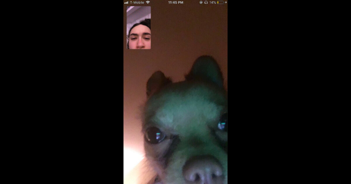 Dog memes facetime funny friend memes friendship memes funny animal . Chihuahua Facetimes Owner S Boyfriend After Woman Falls Asleep The Dodo