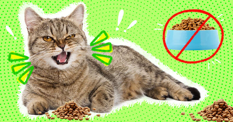 Why are cats such picky eaters?