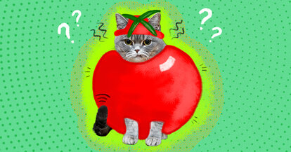 Is It Ok To Dress Up My Dog Or Cat Dodowell The Dodo