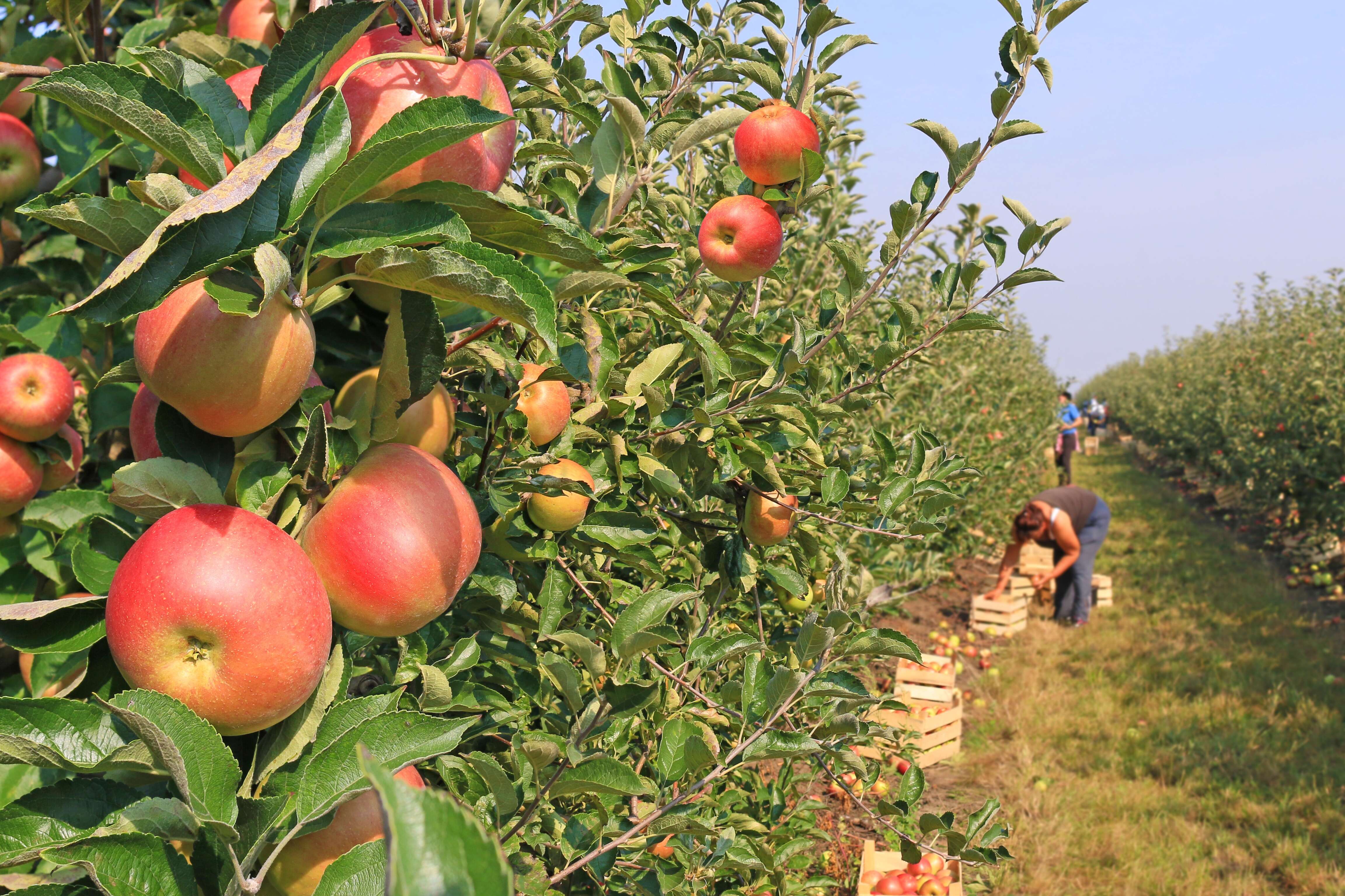 where to go apple picking in new jersey this fall - thrillist on apple picking and petting zoo long island