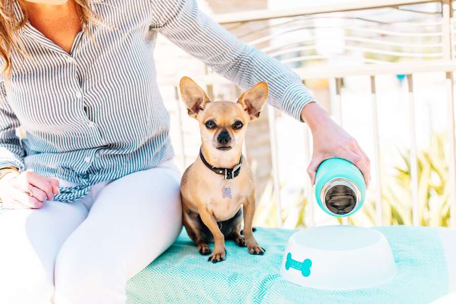 things to do with your dog in dallas dog-friendly activities more - thrillist on pet friendly resort dallas tx