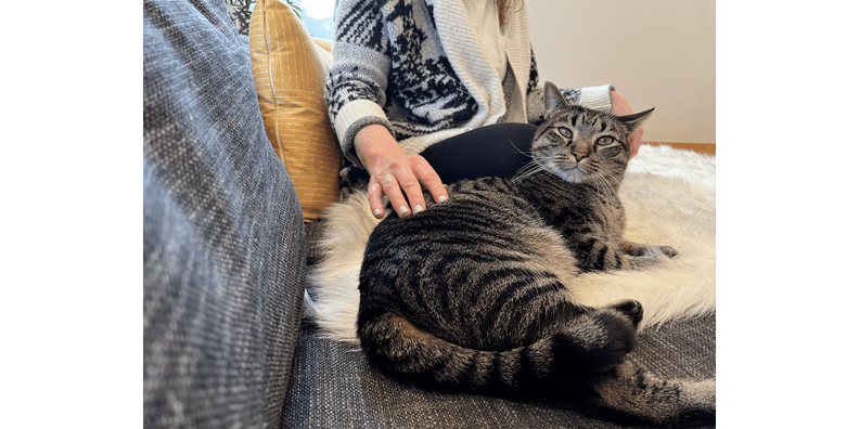 Halara patitoff pet hair resistant leggings: did they work?