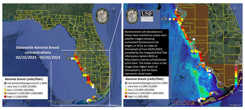 What To Know About Florida S Red Tide During Spring Break Thrillist Quality.