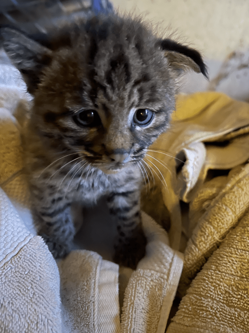 Cat shelter shocked that rescue ‘kitten’ actually isn’t a cat