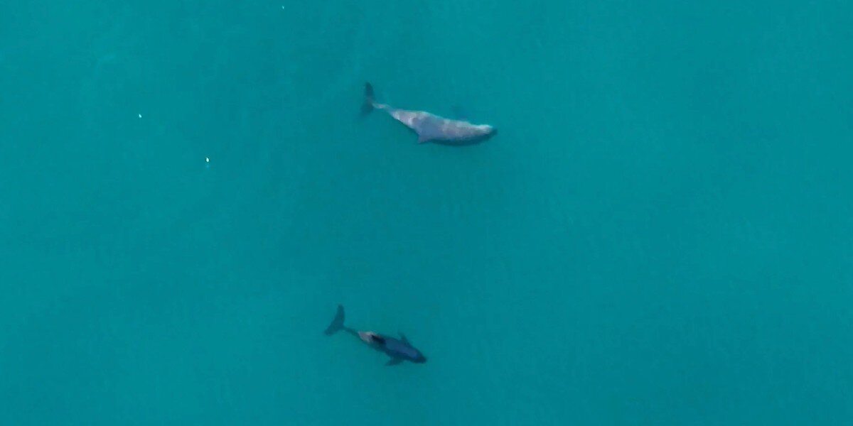 World's Rarest Marine Mammal: Vaquita Mom Frida and Her Miracle Baby Bring Hope! (2025)