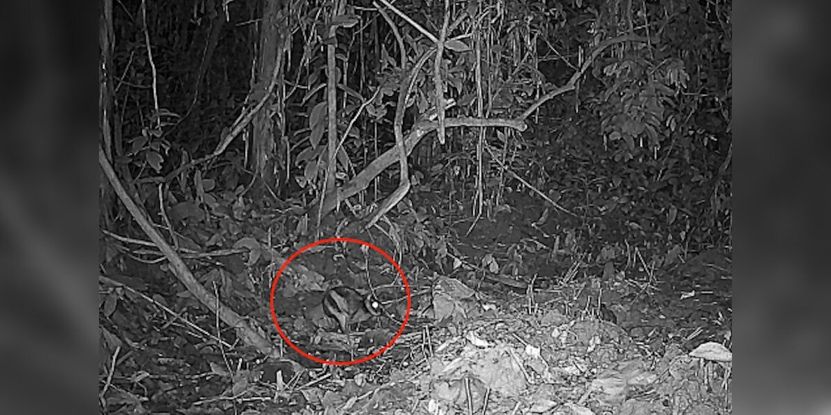 World's Rarest Rabbit Found! 🤯 Annamite Mountains Camera Trap Mystery Solved (2026)