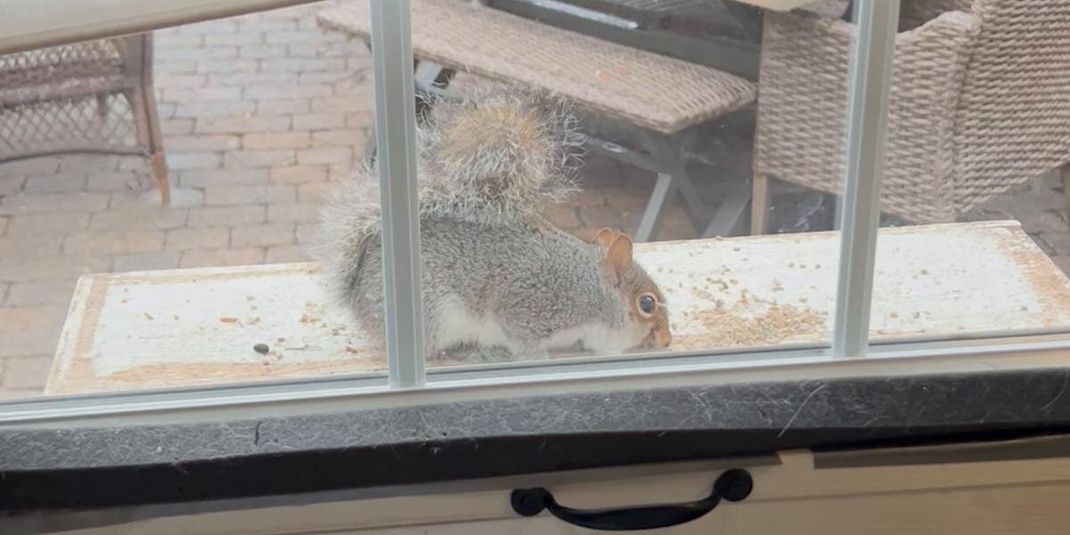 Toothy the Squirrel: Rescue, Trimmed Teeth, and a Heartfelt Backyard Miracle (2026)