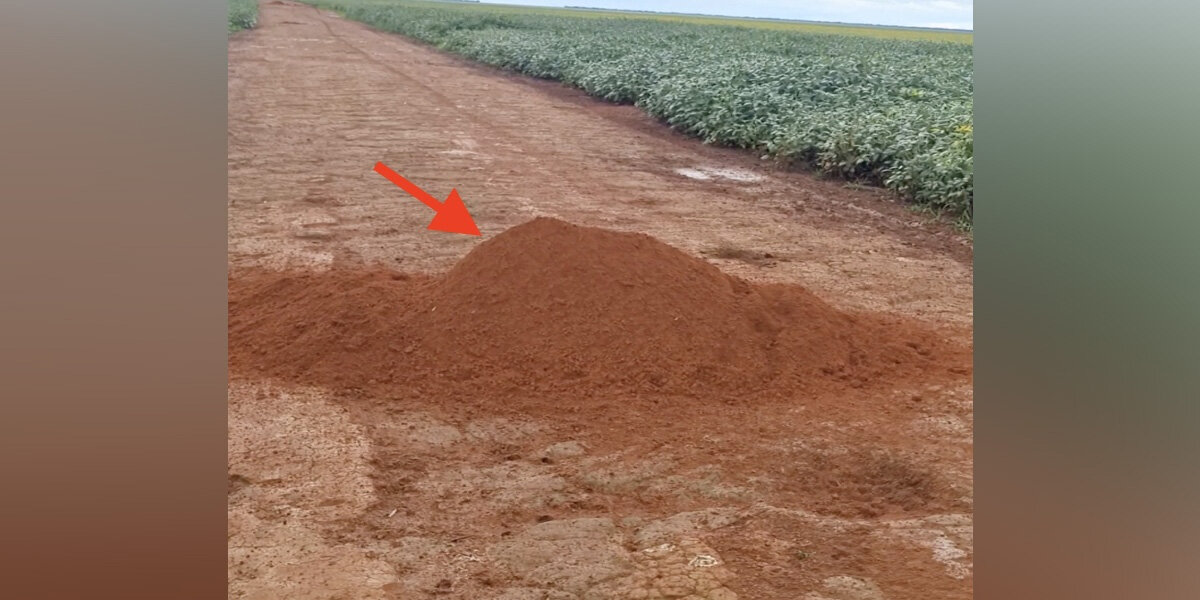 Farmer Discovers Massive Dirt Mound — Meets the ‘Beautiful’ Armadillo Behind It! (2026)