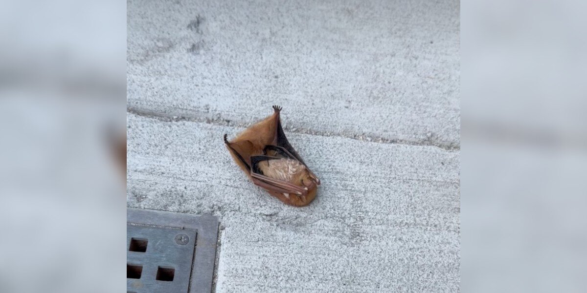 Incredible Bat Rescue: Woman Saves Stunned Eastern Red Bat from Busy Sidewalk (2026)