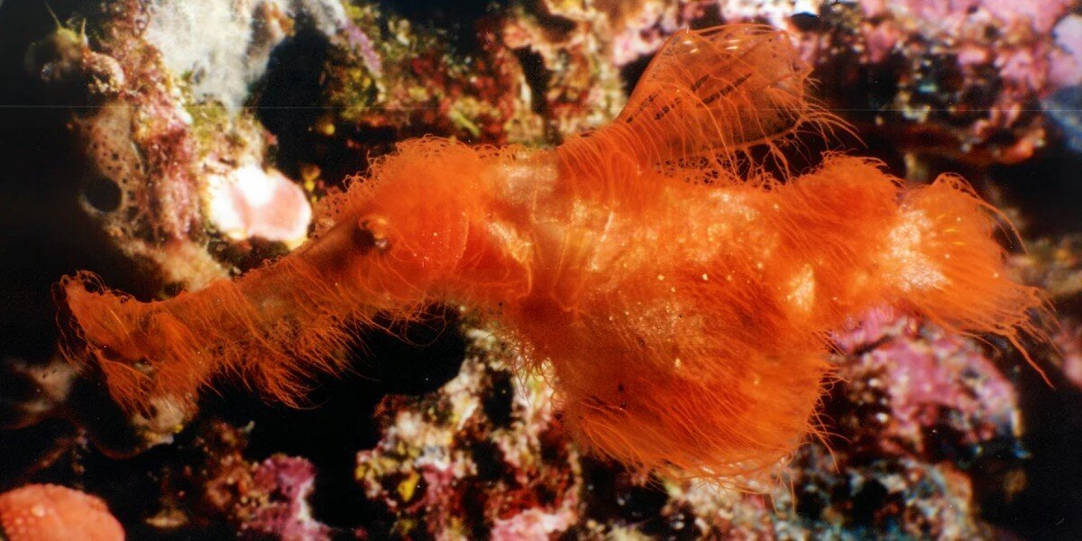 Diver Spots Unusual Hairy-Looking Fish — And Finally Solves A 20-Year-Old Mystery (2026)