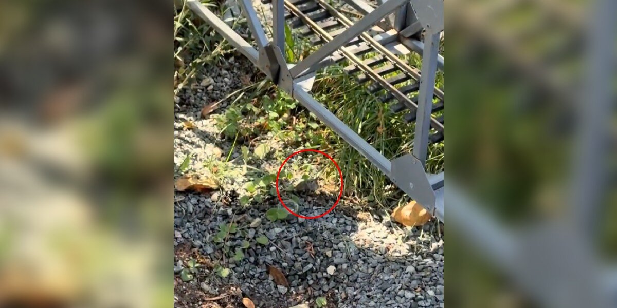 Heartwarming Rescue: Man's Quick Thinking Saves Tiny Hummingbird Chick (2026)