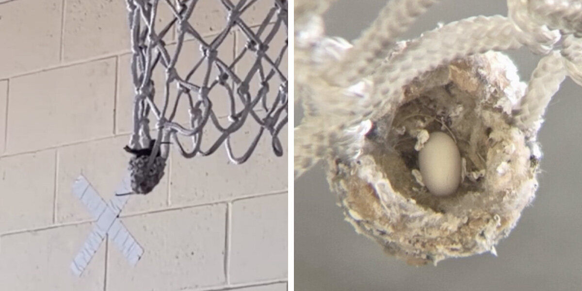 Firefighters Pause Basketball for a Hummingbird's Nest (2026)