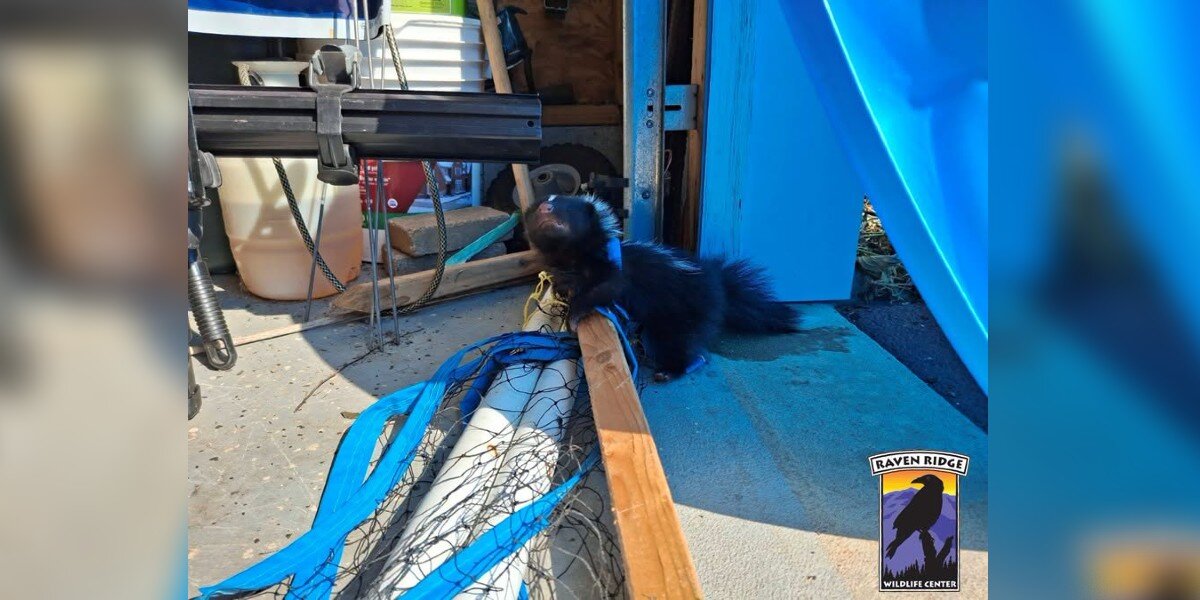 Rescuing a Tangled Skunk: A Heart-Racing Wildlife Rescue (2026)