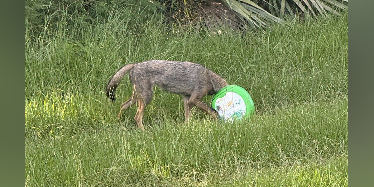 Rescuers Race To Save A Young Coyote With Something Green Stuck On Her Head (2026)