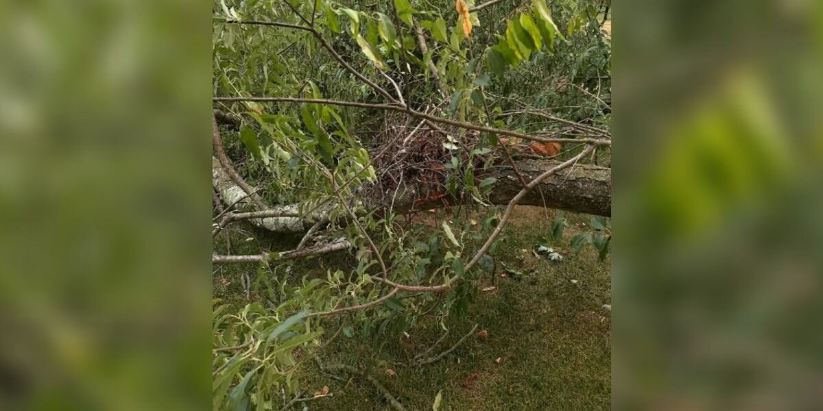 Miracle Rescue: Baby Hawks Found After Storm (2026)