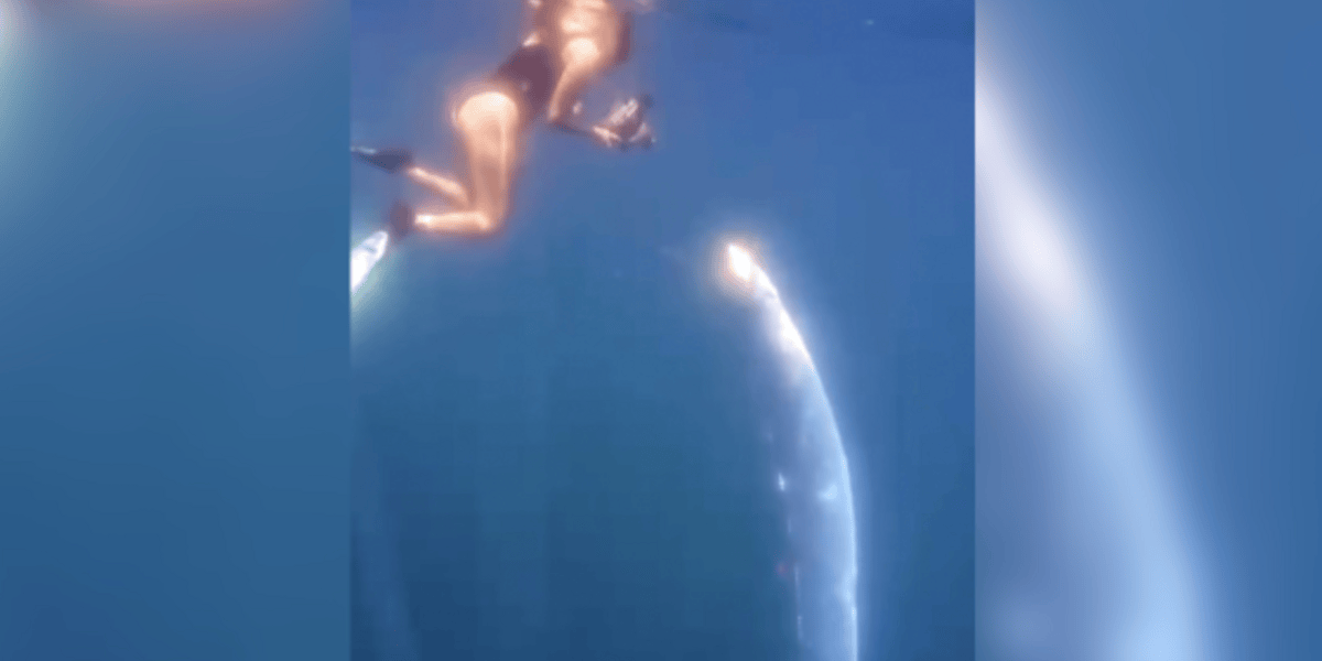Rare Footage: Doomsday Fish (Oarfish) Spotted Swimming at the Surface! (2026)