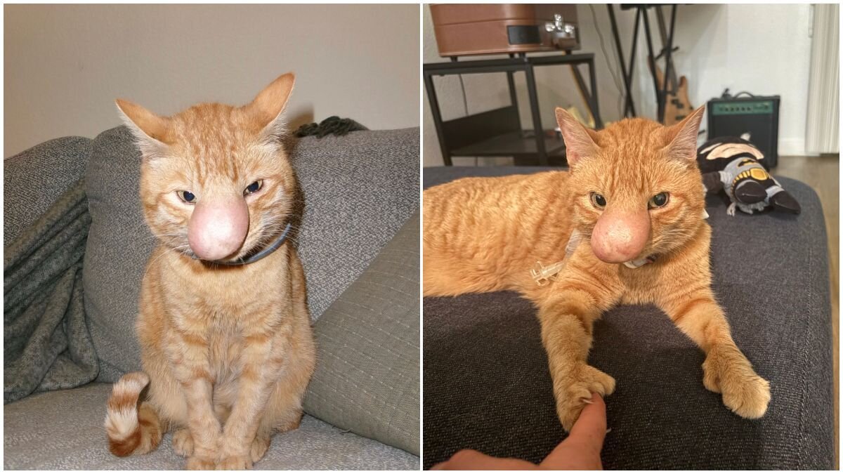 Cat’s Nose Grows Enormous After Rare Fungal Infection – Her Inspiring Recovery Story (2026)