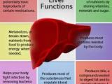 Importance Of Liver Function Assignment Point