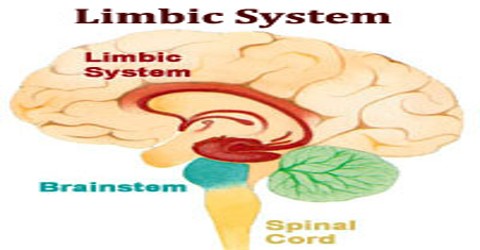 Limbic System Assignment Point - Vintage Art Collection - High Resolution Quality