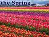 In The Spring Assignment Point