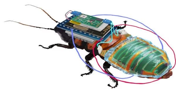 Cockroach Controlled Robot Ubergizmo - Download Beautiful Sunset Design | Desktop