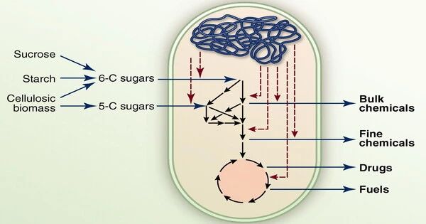 Microbial Metabolic Engineering Methods And Protocols Methods In - Best Ocean Textures in Retina