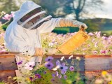 Organic Beekeeping Assignment Point