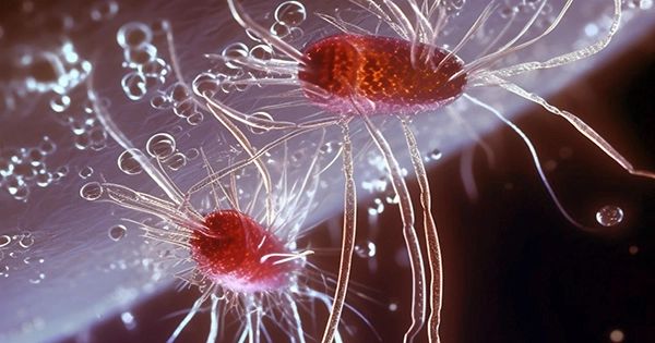 Microbes Assignment Point - Best Sunset Pictures in 4K