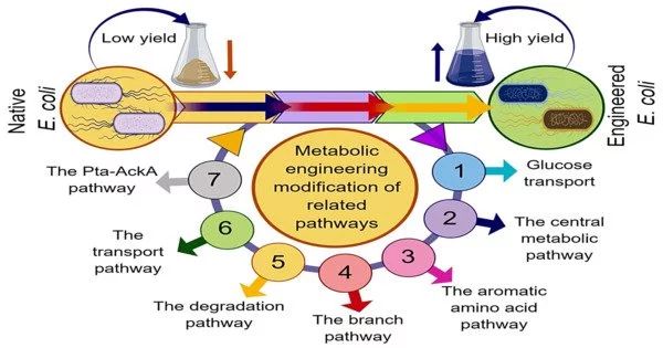 Metabolic Engineering Assignment Point - 4K City Designs for Desktop