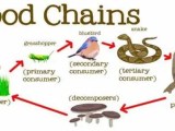 Food Chain Assignment Point