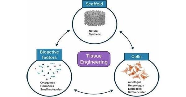 Pdf Engnt Engineering Live Neural Tissue For Nerve Replacement - Best Geometric Photos in Retina