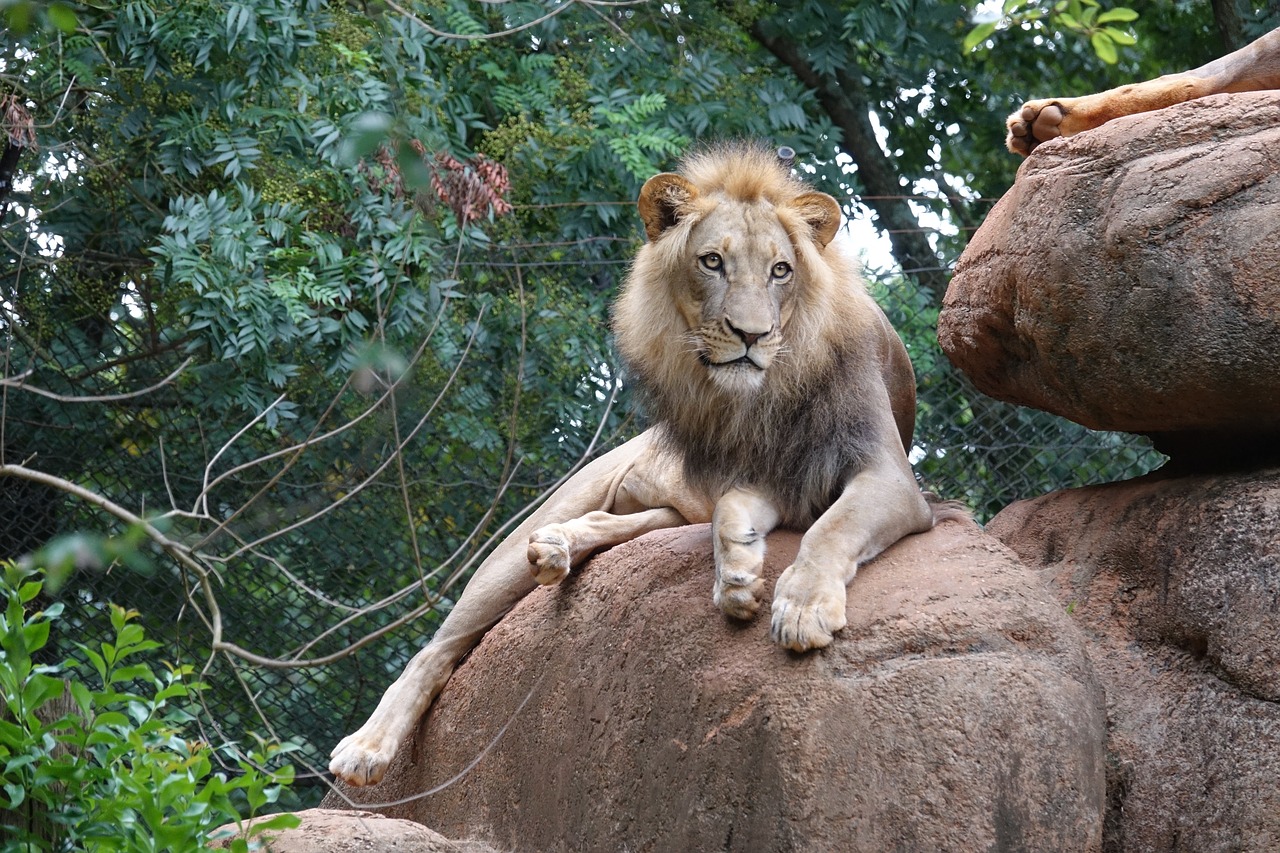  Tous  les animaux  l Encyclop die des animaux  Association EDH