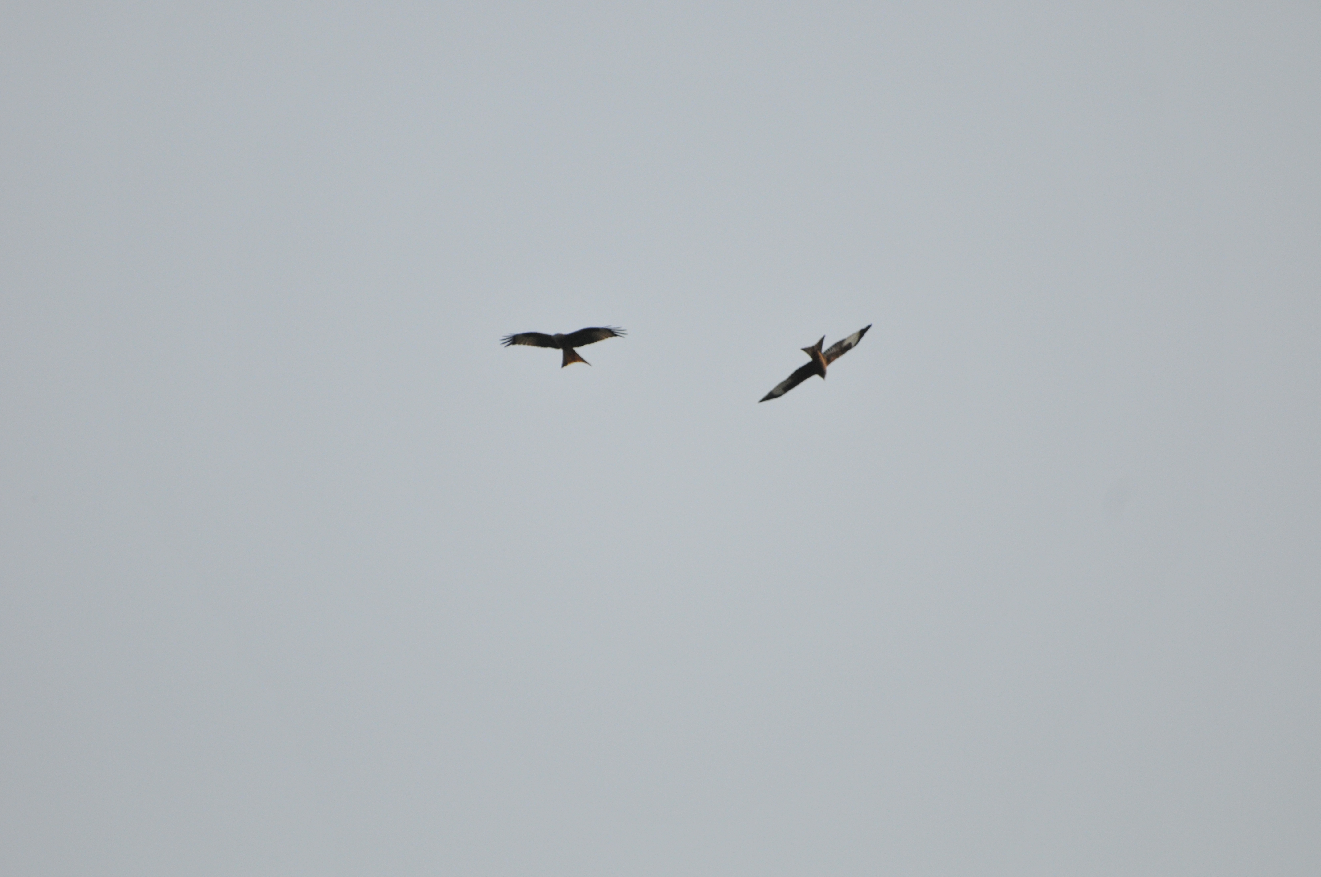 DHE_1974
