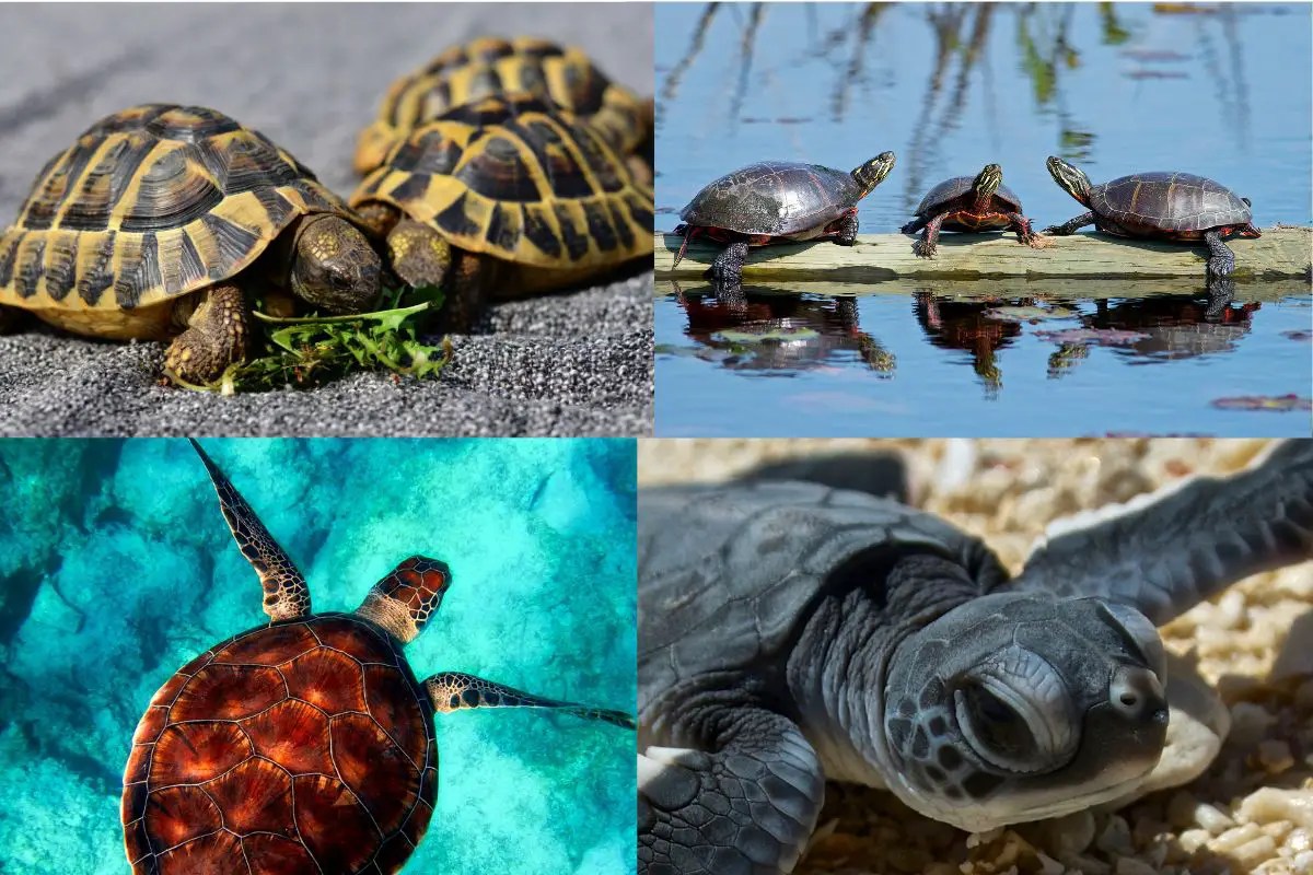 Do turtles have scales? an overview