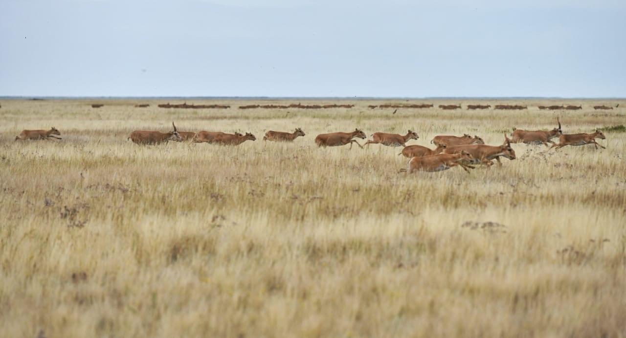 Kazakhstan's Saiga Comeback: A Conservation Success Story (2026)