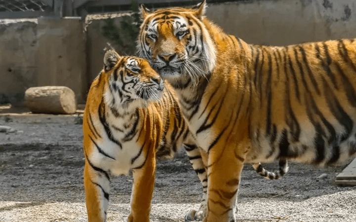 Kazakhstan's Historic Tiger Reintroduction: A Decade-Long Journey to the Wild (2026)