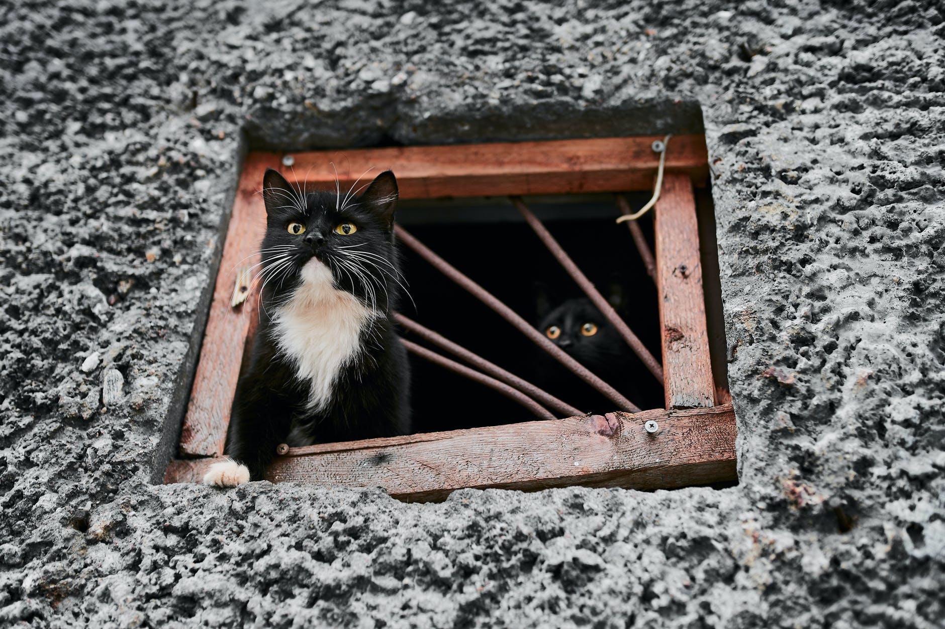 tuxedo cat on brown wooden frame