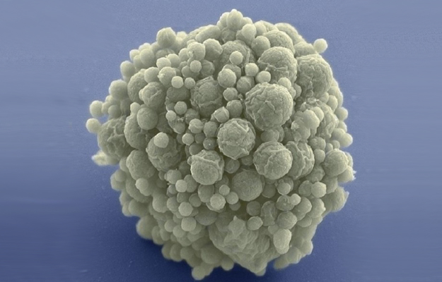 First Minimal Synthetic Bacterial Cell - Astrobiology