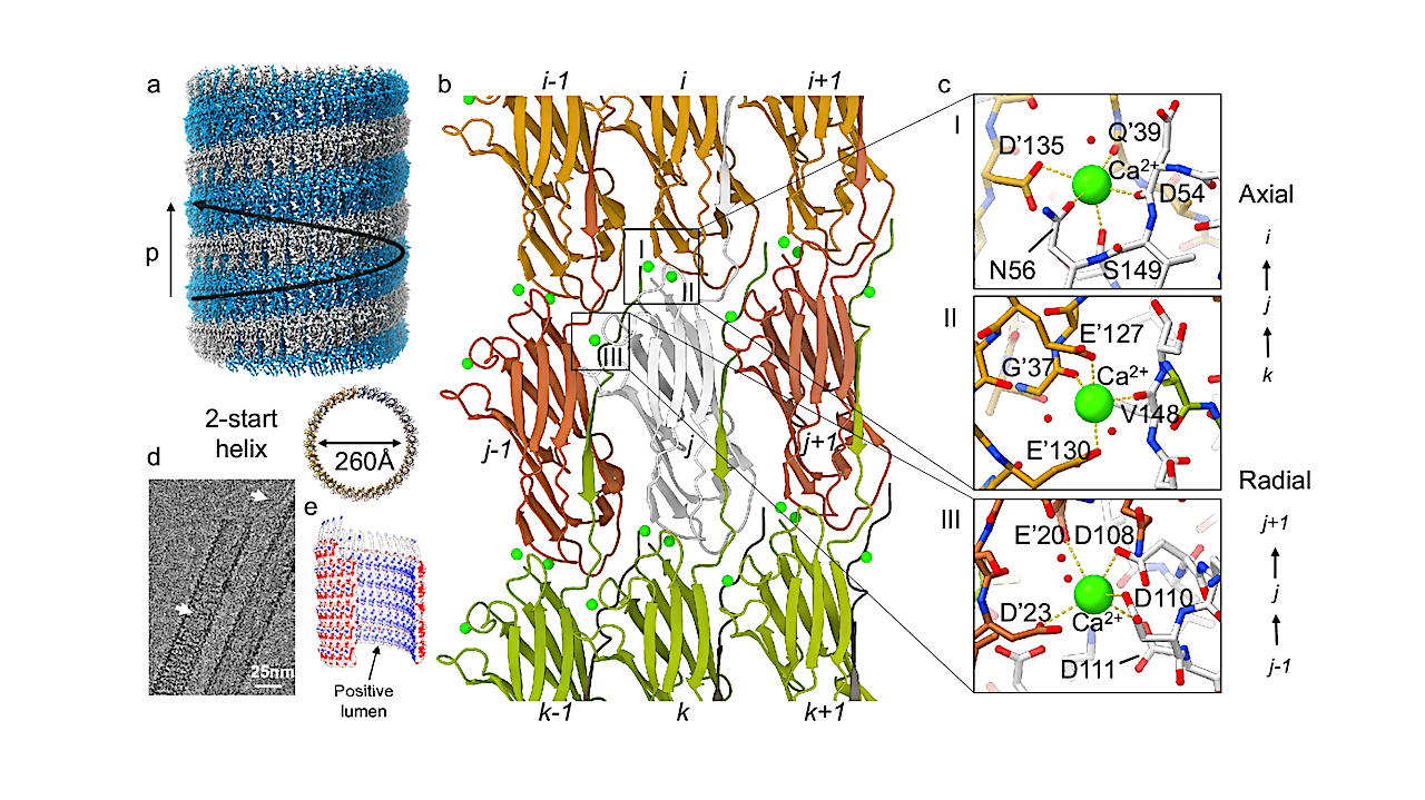 Extreme Engineering: Unlocking the Secrets of Deep-Sea Microbes - Pyrodictium Abyssi & Astrobiology (2026)