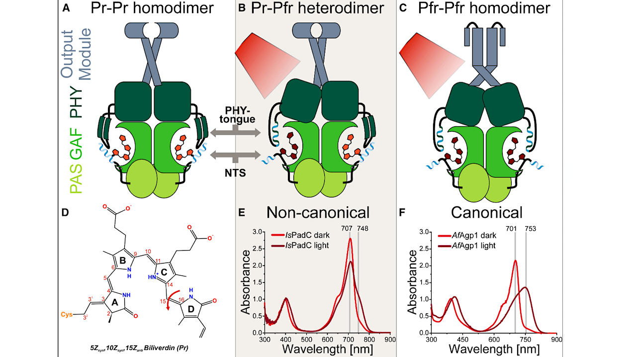 Unraveling the Secrets of Proteins: A Breakthrough in Astrobiology (2026)