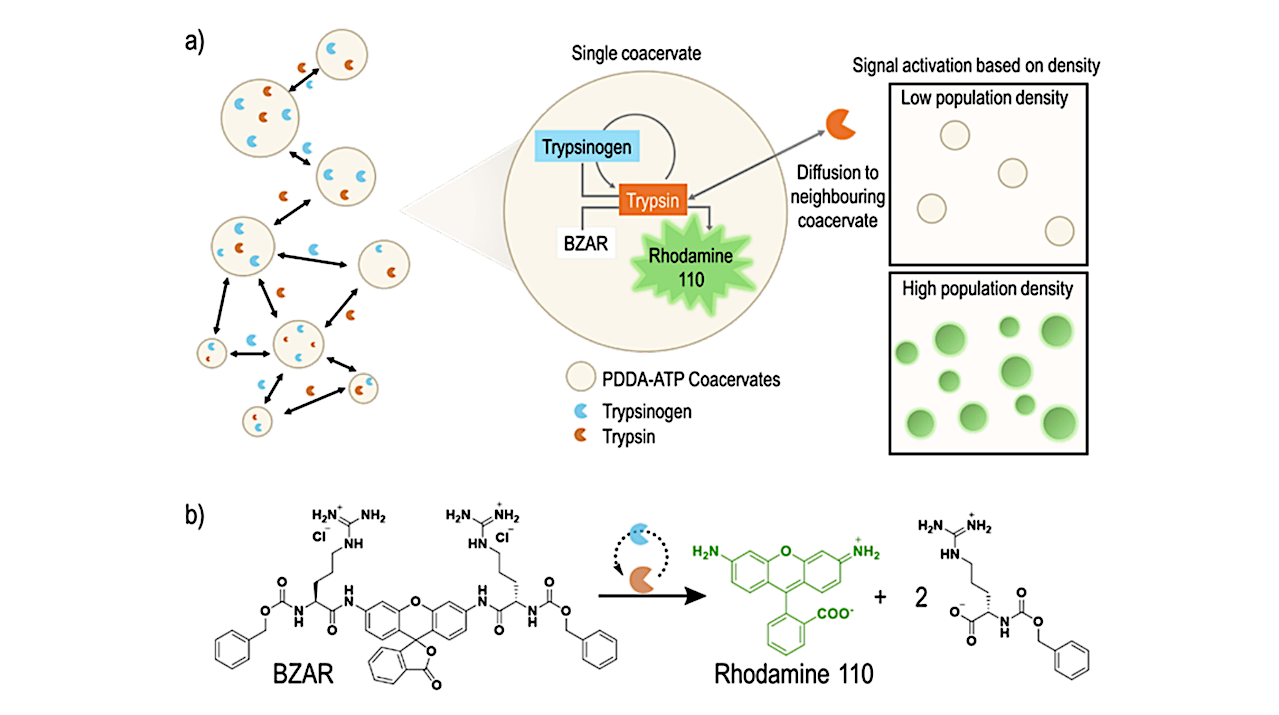 Unveiling Synthetic Quorum Sensing: A Gene-Free Revolution in Protocell Communities (2026)