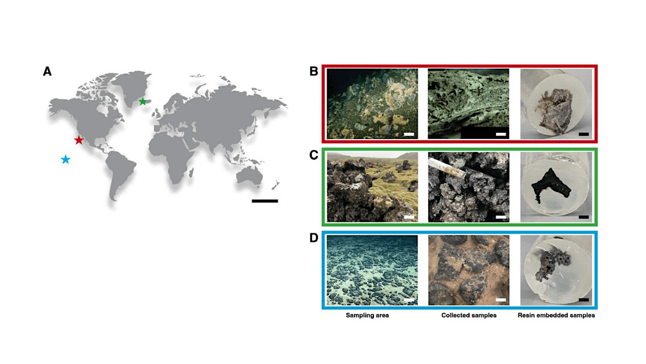 Compositional Heterogeneity Structures Microbial Microhabitats across Distinct Mineral Substrates