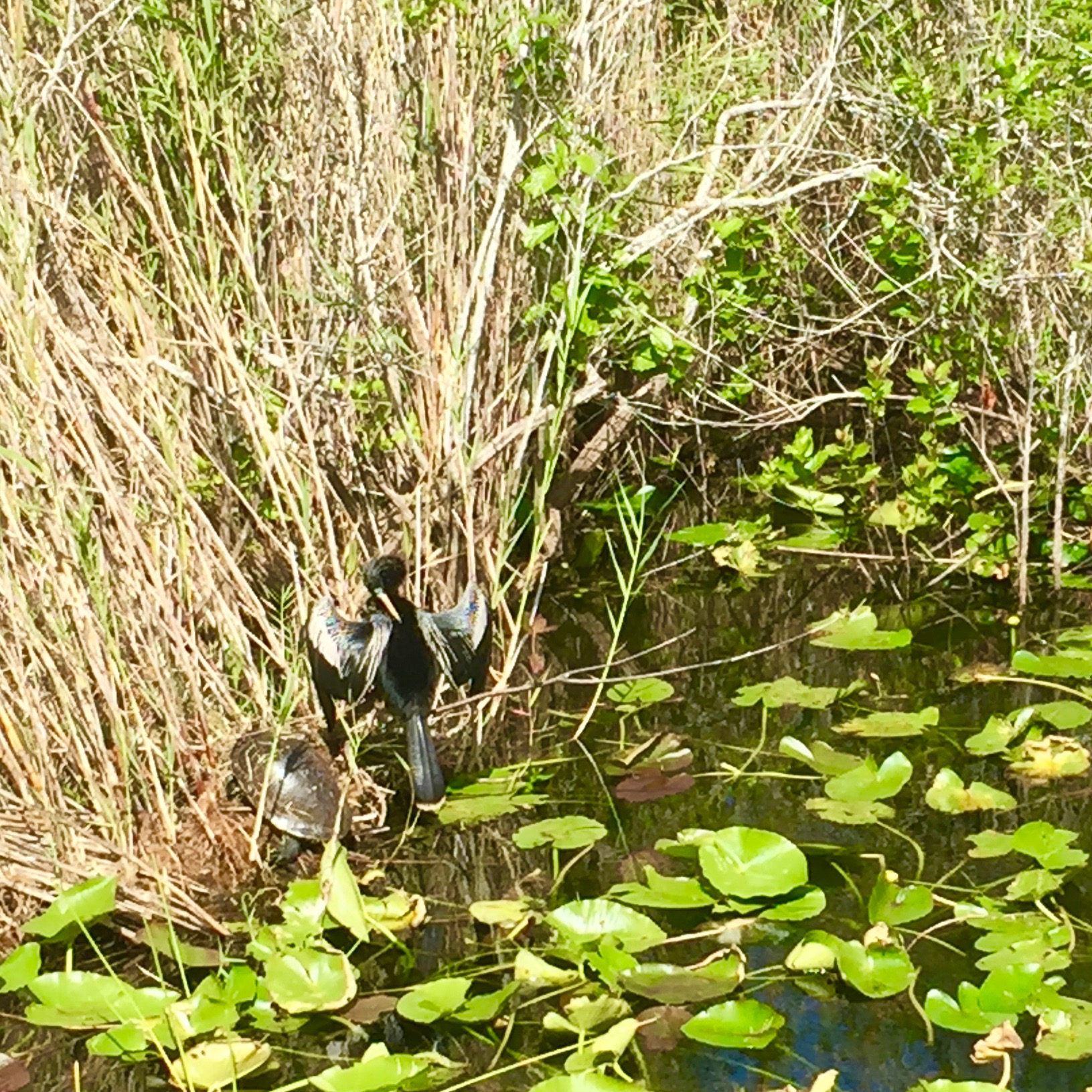 Bird and turtle in harmony