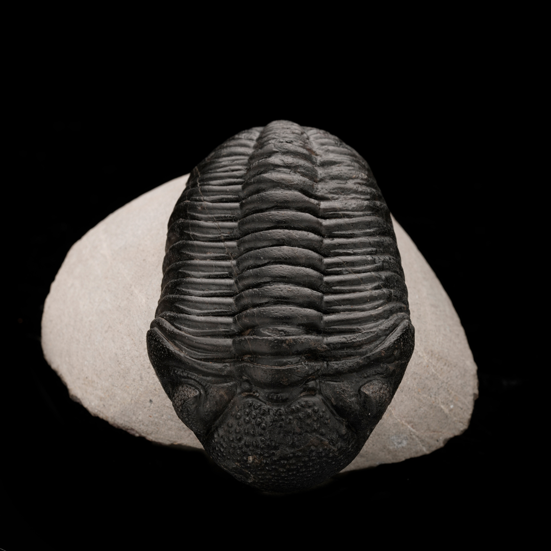 Drotops Megalomaniacus Trilobite Fossil From Morocco // 264 Grams
