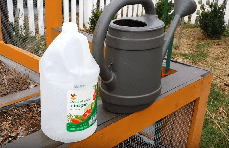 Vinaigre Blanc 10 Moyens De L Utiliser Pour Obtenir Un Beau Jardin