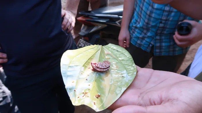 Betel nut