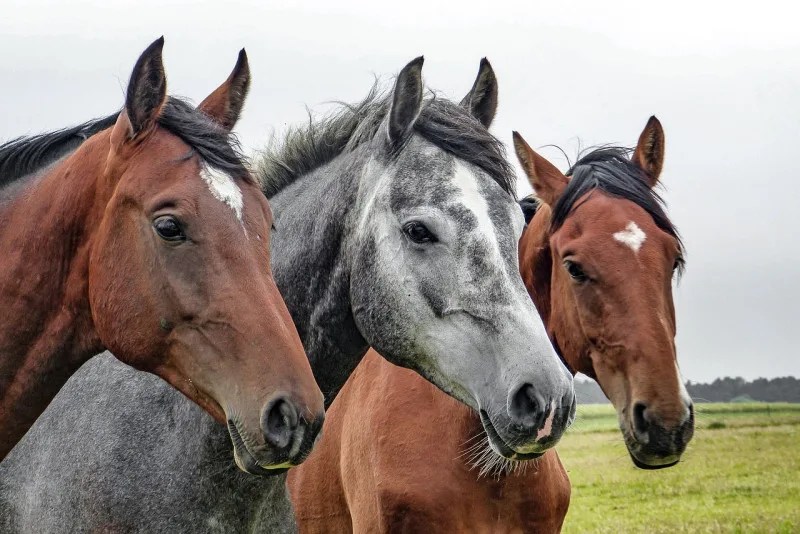 Descubren que el relincho de los caballos