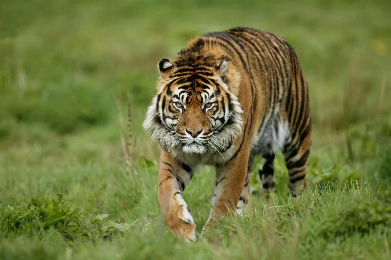 Infección viral mata a 72 tigres en zoológico privado de tailandia