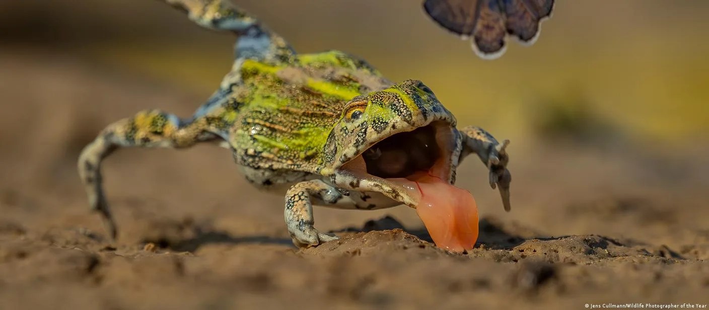 Revelan imágenes finalistas del fotógrafo de vida silvestre 2026