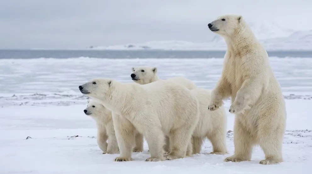 Multan a turista por despertar a un oso polar en noruega